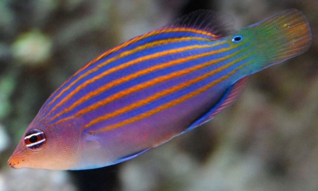 Animals That Start with W: wrasse