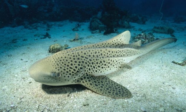 animals that start with z: zebra shark