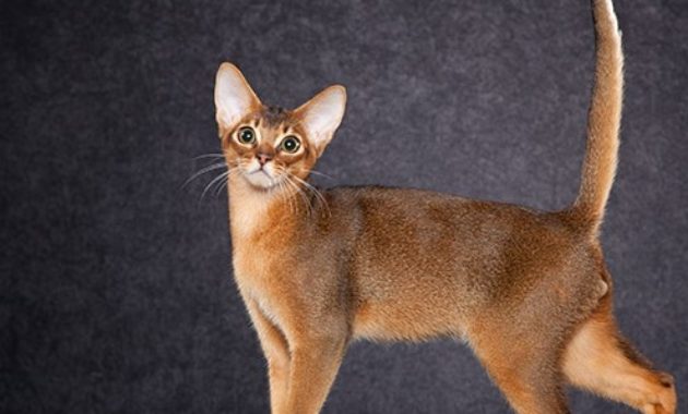 beautiful cat breeds : Abyssinian