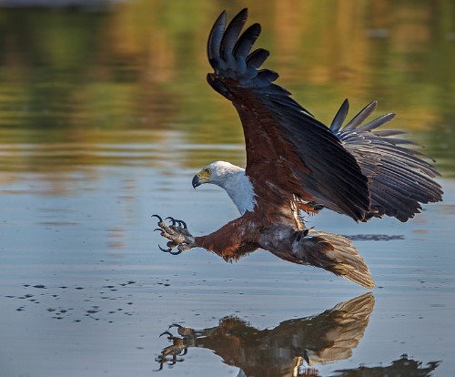 Types of Eagles: African Fish Eagle