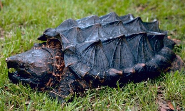 amazing armored animals Alligator Snapping Turtle