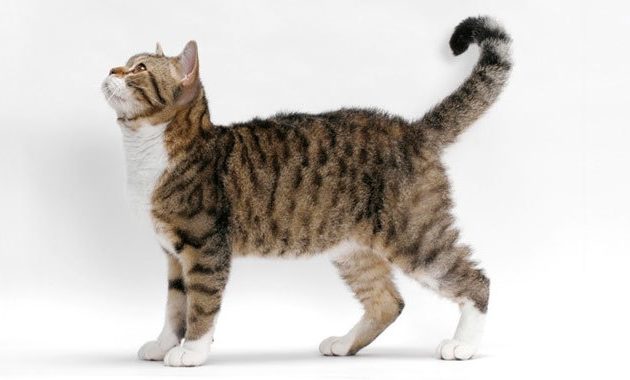 Beautiful Curly Haired Cat Breeds in the World