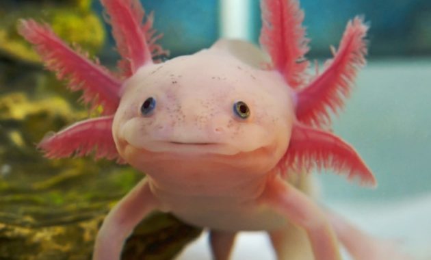 a list of beautiful animals with red colored : Axolotl Calisto