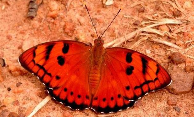 a list of beautiful animals with red colored : Baronet Euthalia Nais