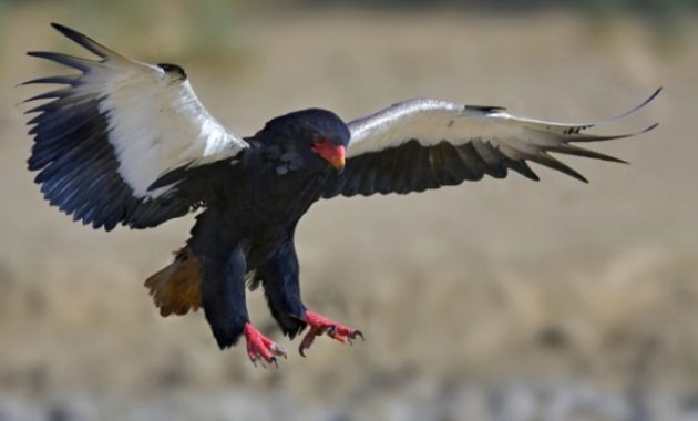 Types of Eagles: Bateleur Eagle