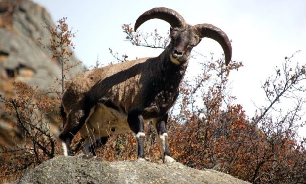 Highest Jumping Animals :Bharal