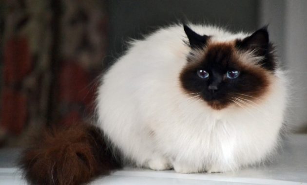 beautiful cat breeds : Birman