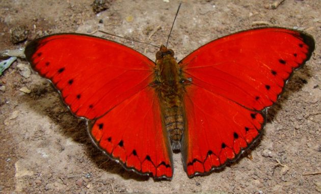 a list of beautiful animals with red colored : Blood-Red Glider