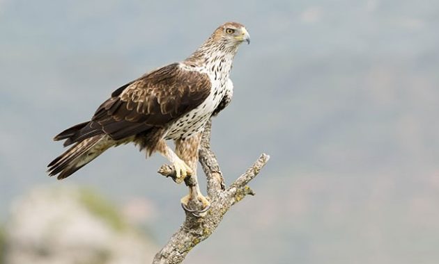 Types of Eagles: Bonnelli's Eagle