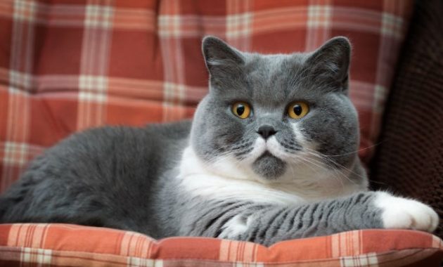 beautiful cat breeds : British Shorthair