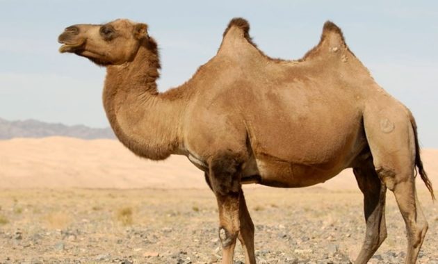 animals that start with c : Camel