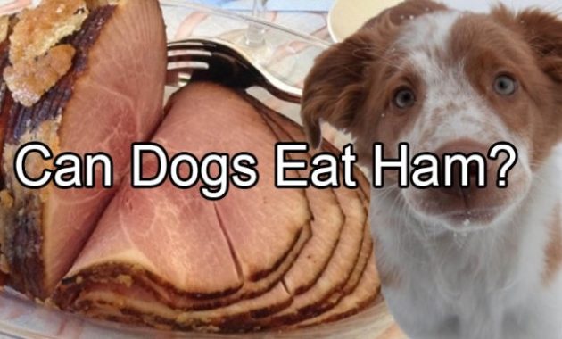 Can Dogs Eat Ham? Can Dogs Eat Ham Bones? Is it Bad For Dogs?