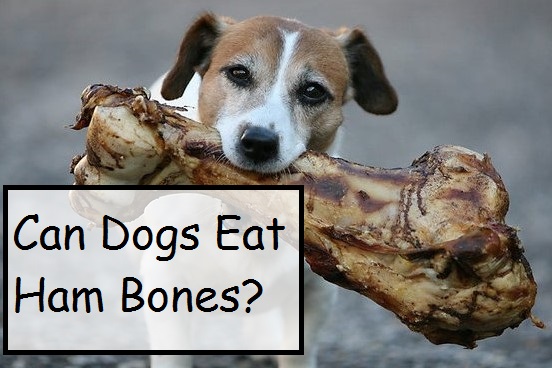 Can Dogs Eat Ham? Can Dogs Eat Ham Bones? Is it Bad For Dogs?