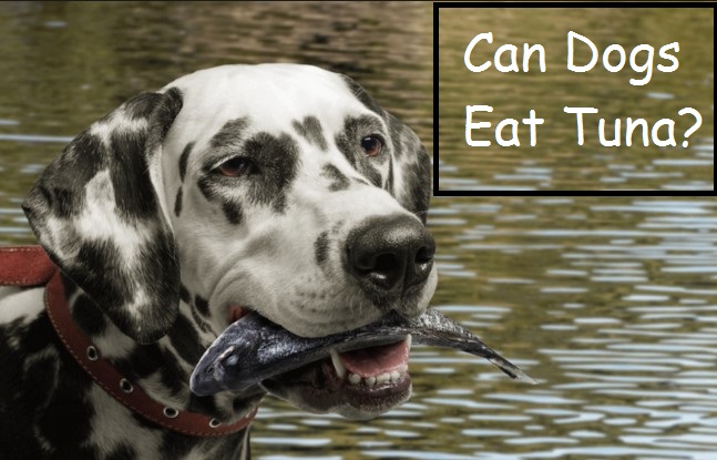 Can Dogs Eat Seafood like Shrimp and Tuna?