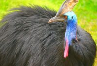 animals that start with c : Cassowary