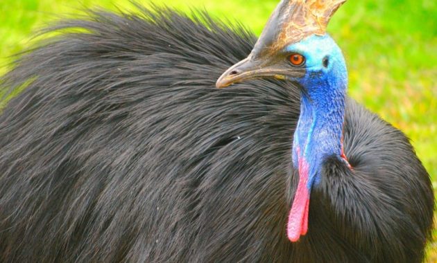 animals that start with c : Cassowary