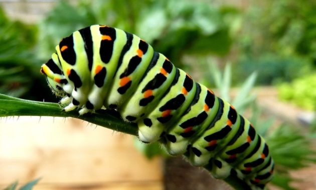 animals that start with c : Caterpillar