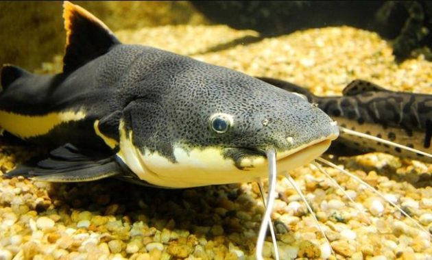 animals that start with c : Catfish