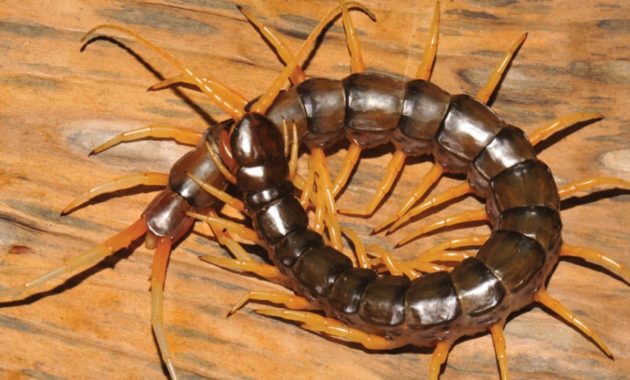 animals that start with c : Centipede