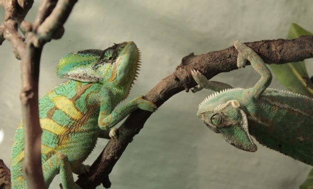 animals that start with c : Chameleon