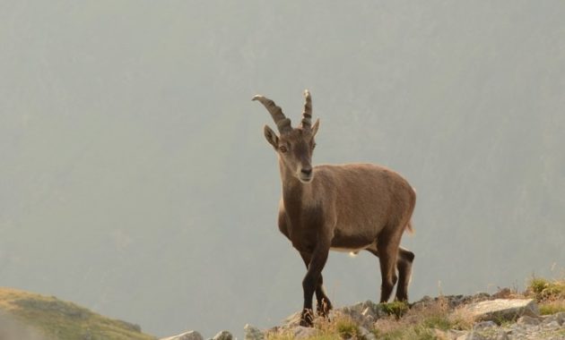 animals that start with c : Chamois