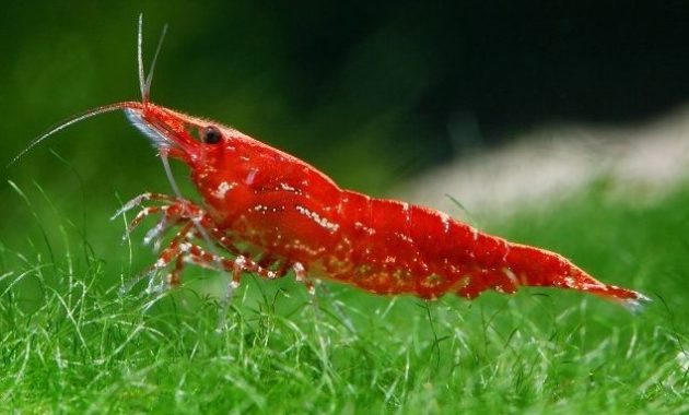 a list of beautiful animals with red colored : Cherry Shrimp