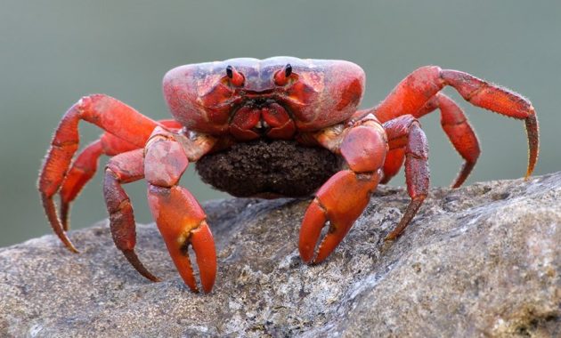 a list of beautiful animals with red colored : Christmas Island Red Crab