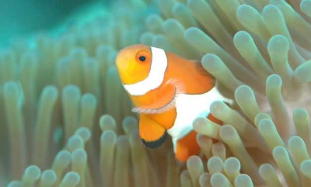 animals that start with c : Clownfish