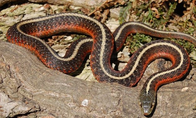 Colorful Small Snake : Coast Garter Snake (Thamnophis elegans terrestris)