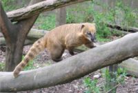 animals that start with c : Coati