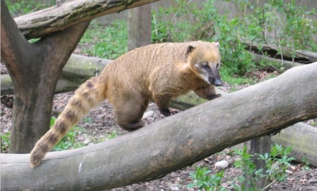 animals that start with c : Coati