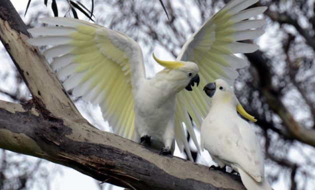 animals that start with c : Cockatoo