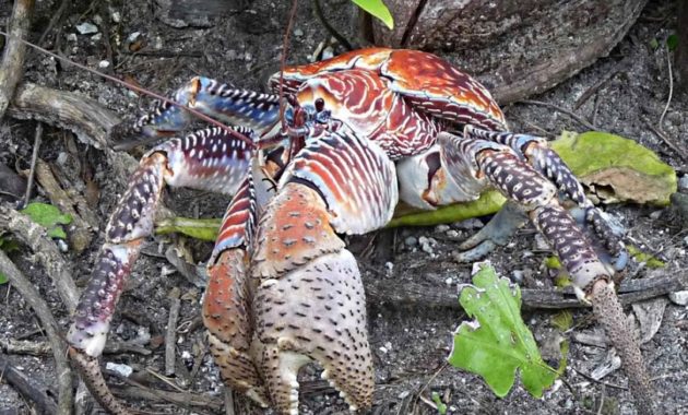 animals that start with c : Coconut Crab