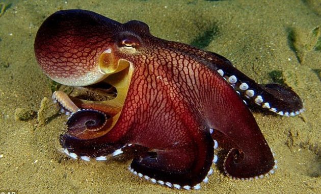 a list of beautiful animals with red colored : Coconut Octopus