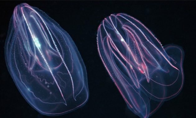 animals that start with c : Comb Jelly