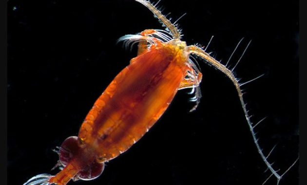 Highest Jumping Animals : Copepods