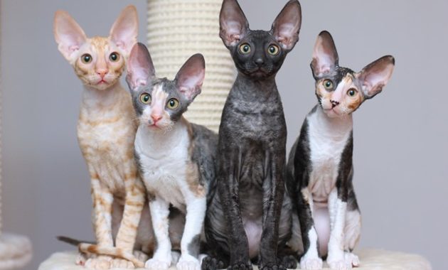 beautiful cat breeds : Cornish Rex