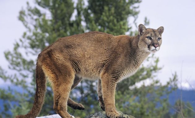 Highest Jumping Animals : Cougar