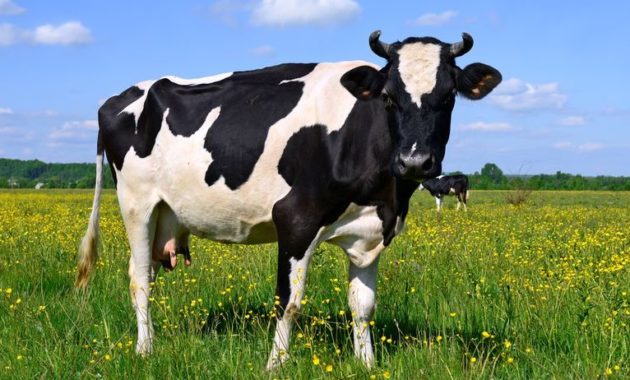 animals that start with c : Cow