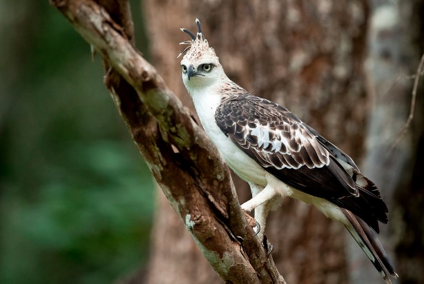 Types of Eagles: Crested Hawk Eagle.