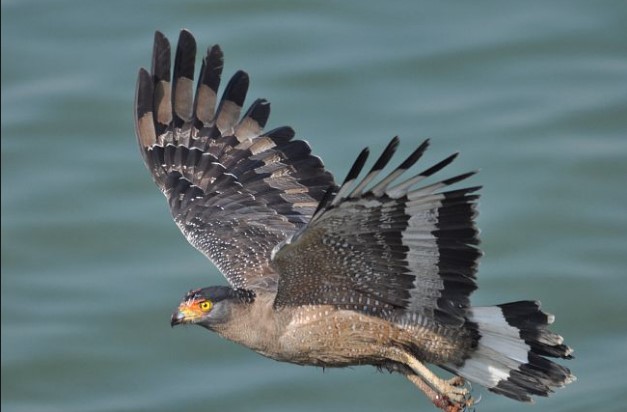 Types of Eagles: Crested Serpent Eagle