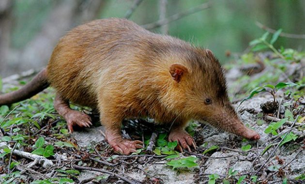 animals that start with c : Cuban Solenodon