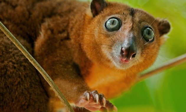 animals that start with c : Cuscus