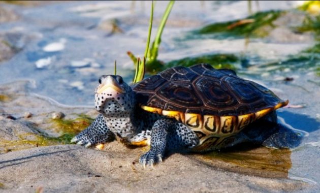 amazing armored animals Diamondback Terrapin