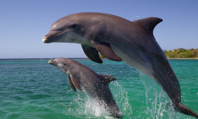 Highest Jumping Animals : Dolphin