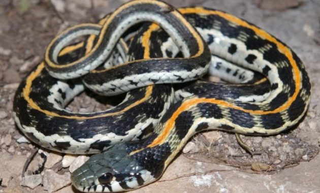 Colorful Small Snake : Eastern Blackneck Garter Snake