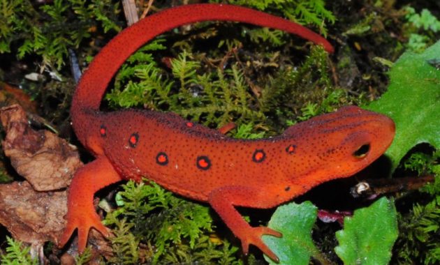 a list of beautiful animals with red colored : Eastern Red-Spotted Newt