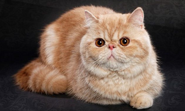 beautiful cat breeds : Exotic Shorthair