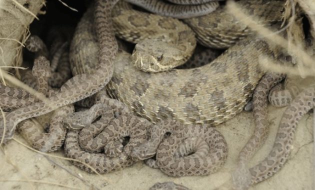 Fact About Rattlesnake and Their Babies