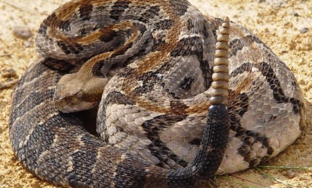 Fact About Rattlesnake and Their Babies